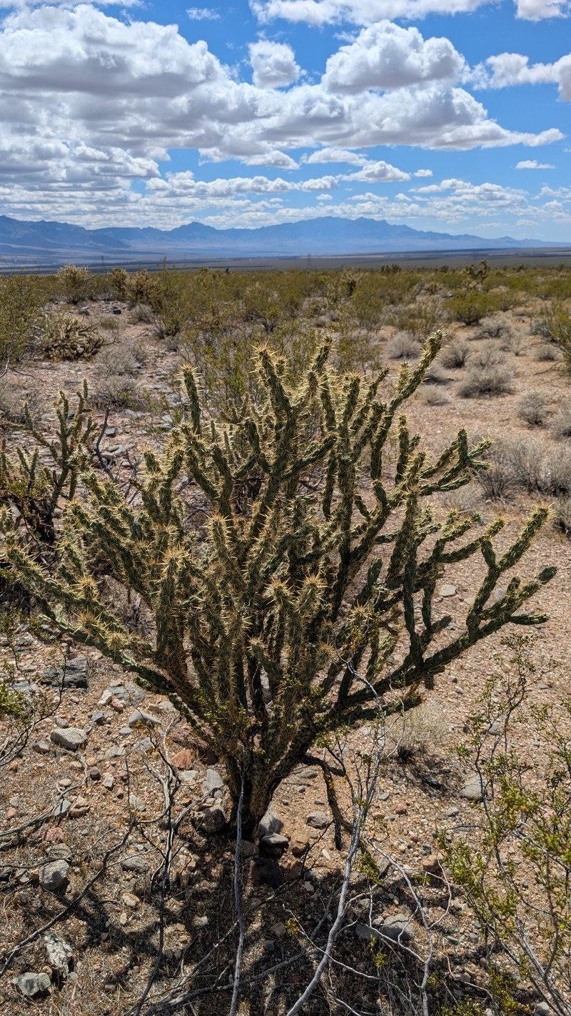 Cylindropuntia acanthocarpa subsp. acanthocarpa photo 8