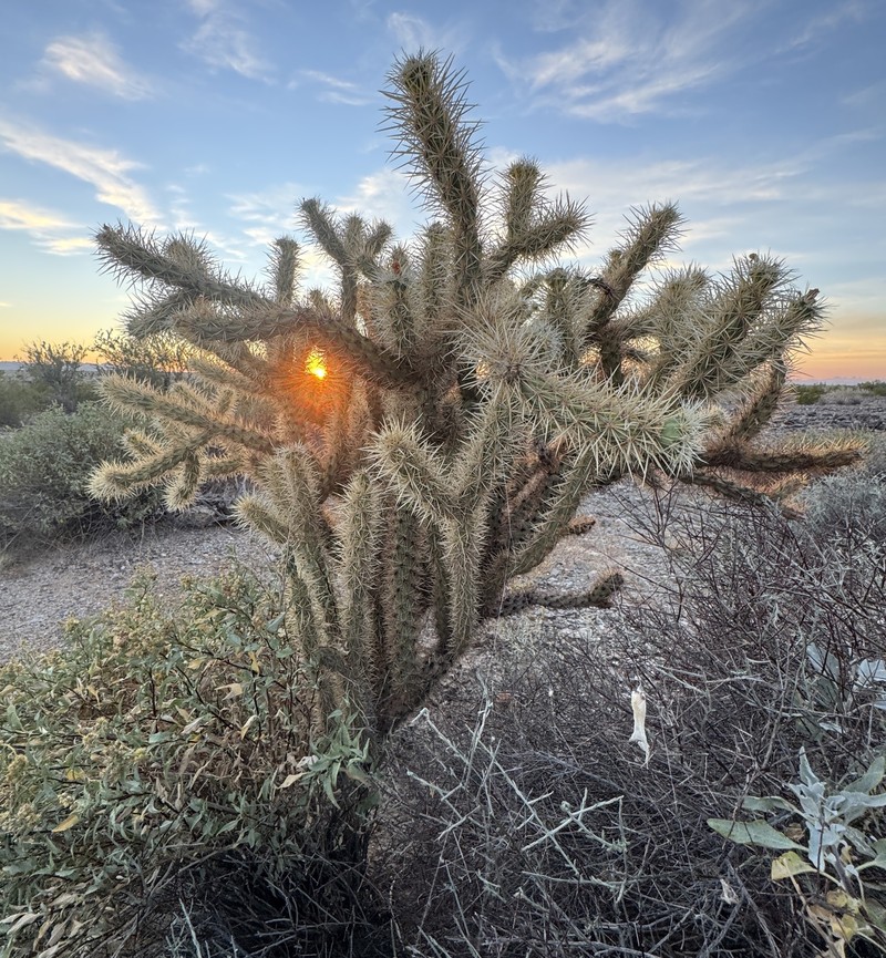Cylindropuntia acanthocarpa subsp. coloradensis
