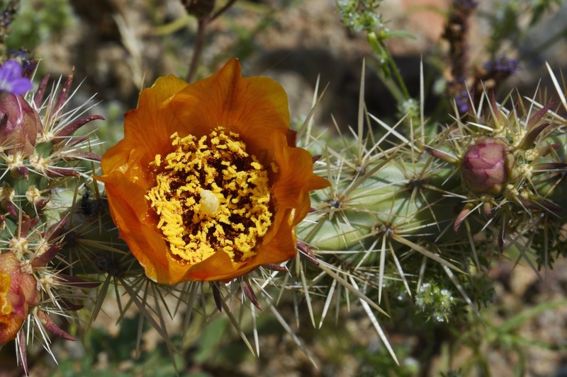 Cylindropuntia acanthocarpa subsp. coloradensis photo 2