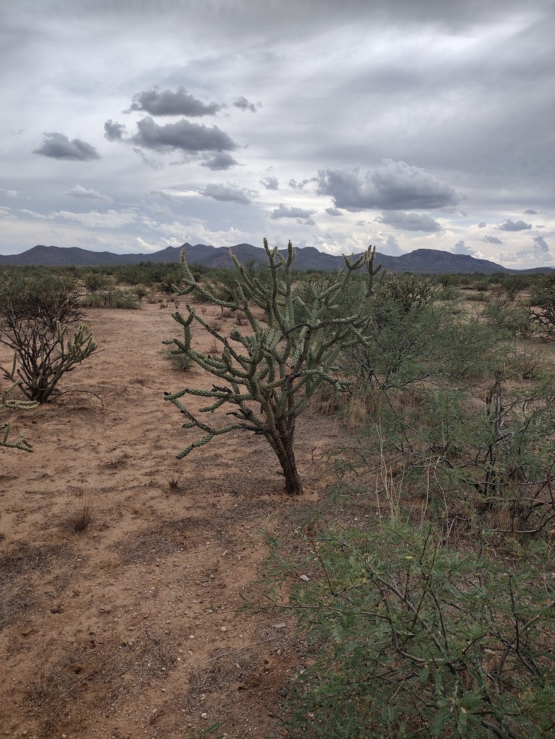 Cylindropuntia acanthocarpa subsp. coloradensis photo 3
