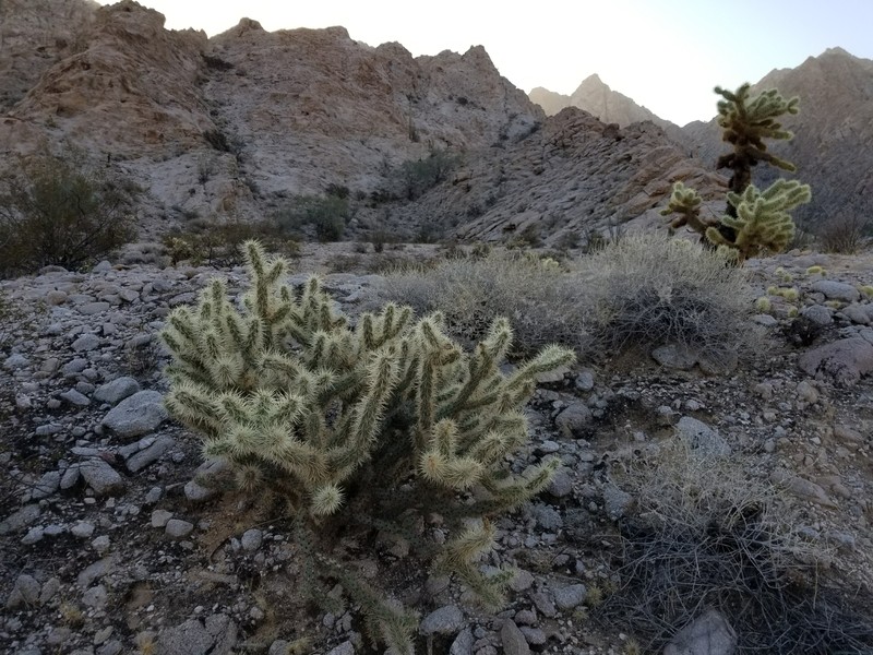 Cylindropuntia acanthocarpa subsp. coloradensis photo 4
