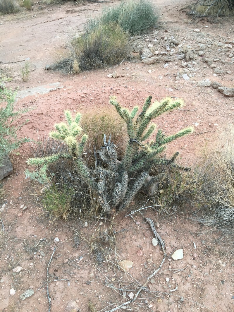 Cylindropuntia acanthocarpa subsp. coloradensis photo 5