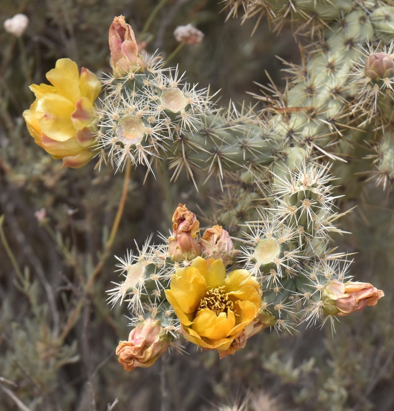 Cylindropuntia acanthocarpa subsp. coloradensis photo 6