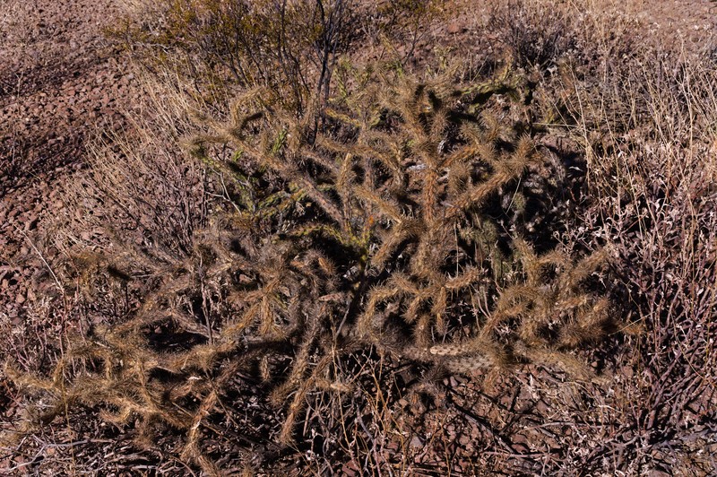 Cylindropuntia acanthocarpa subsp. major