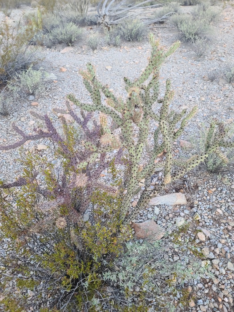 Cylindropuntia acanthocarpa subsp. major photo 2