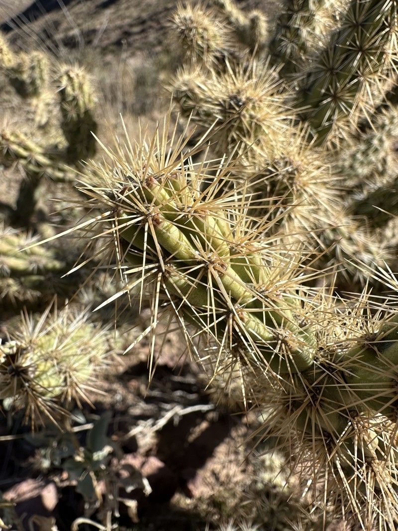 Cylindropuntia acanthocarpa subsp. major photo 3