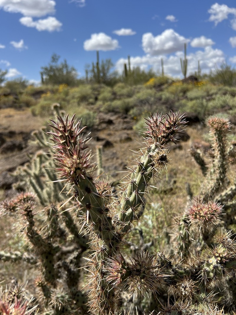 Cylindropuntia acanthocarpa subsp. major photo 4