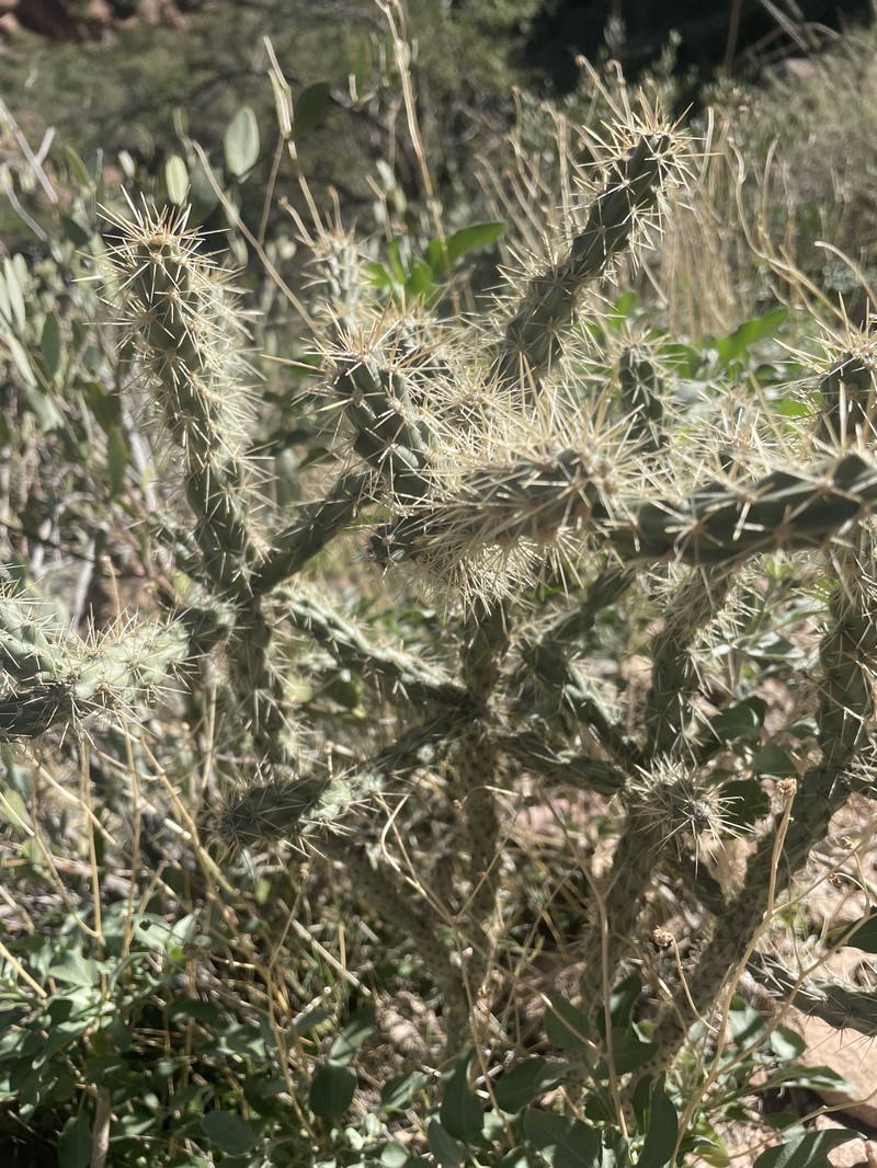 Cylindropuntia acanthocarpa subsp. major photo 5