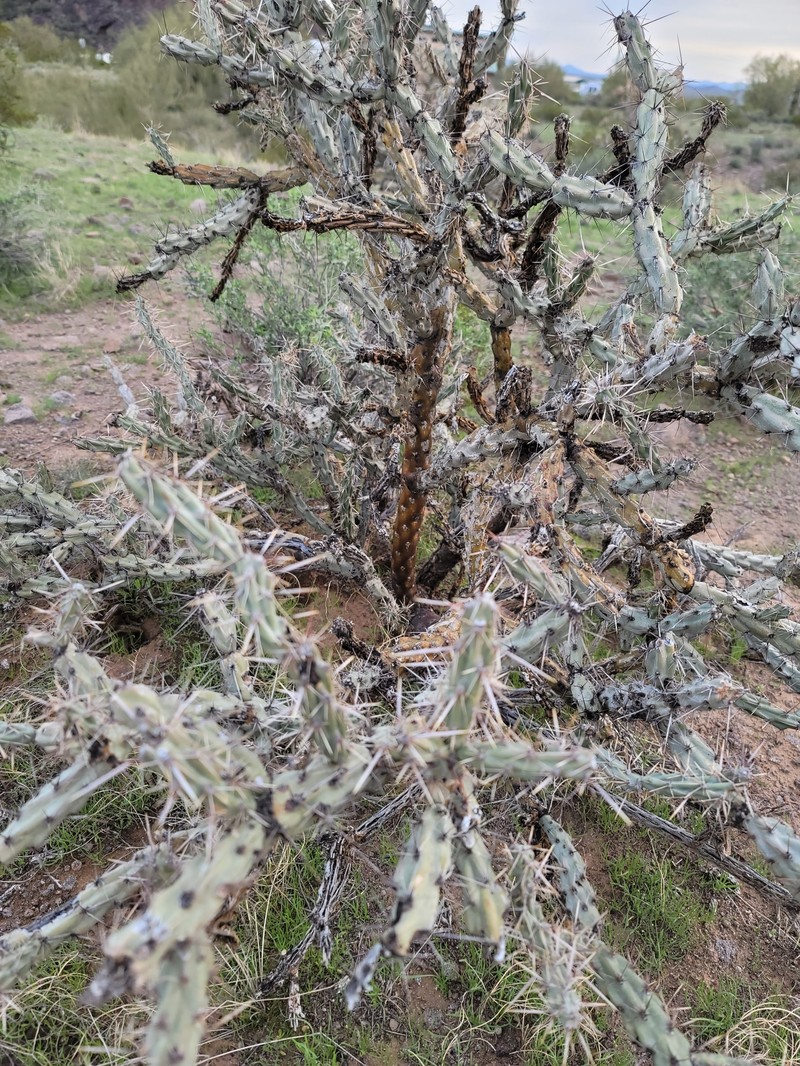 Cylindropuntia acanthocarpa subsp. major photo 6