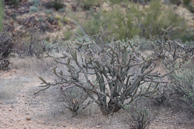 Cylindropuntia acanthocarpa subsp. major photo 7