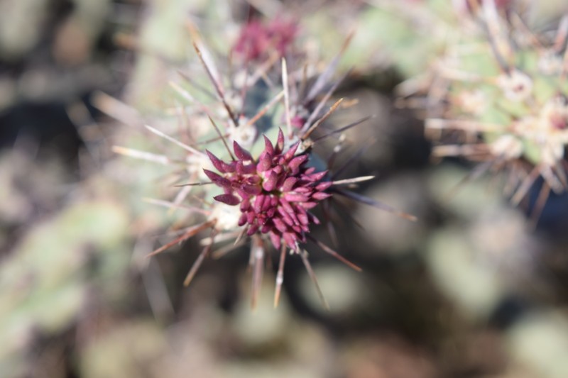Cylindropuntia acanthocarpa subsp. major photo 8