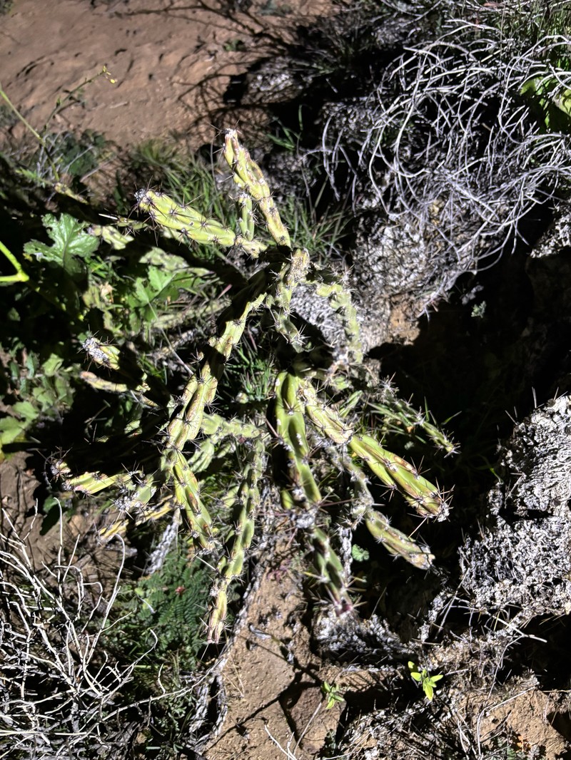 Cylindropuntia acanthocarpa subsp. thornberi