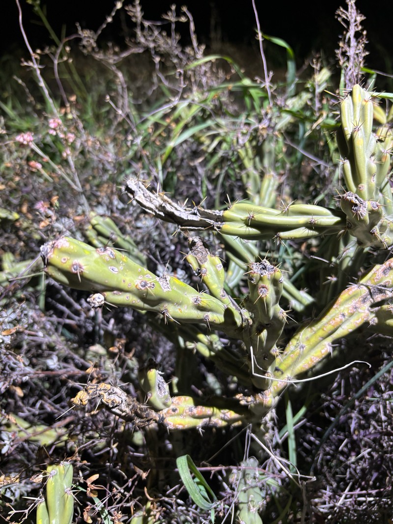 Cylindropuntia acanthocarpa subsp. thornberi photo 2