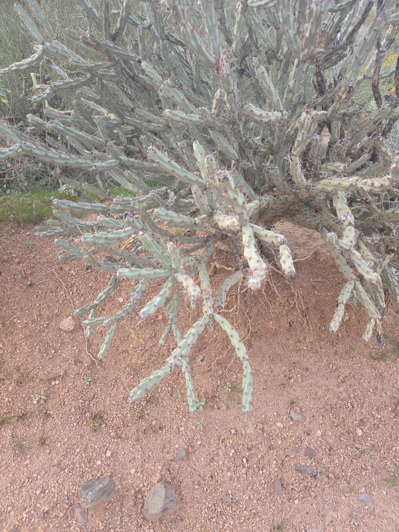 Cylindropuntia acanthocarpa subsp. thornberi photo 3