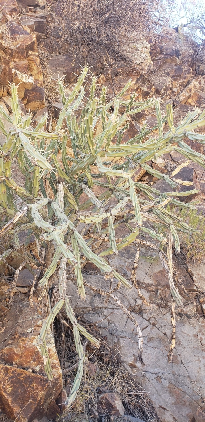 Cylindropuntia acanthocarpa subsp. thornberi photo 4