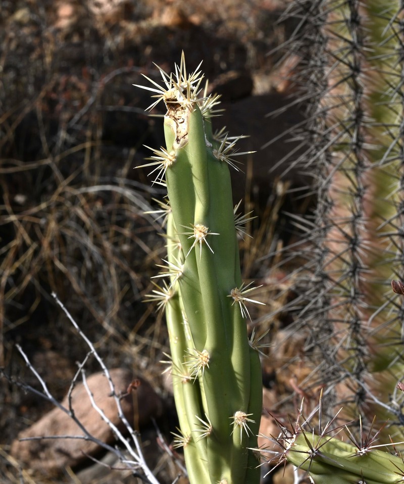 Cylindropuntia acanthocarpa subsp. thornberi photo 5
