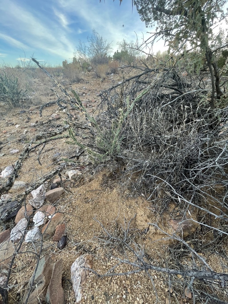 Cylindropuntia acanthocarpa subsp. thornberi photo 6