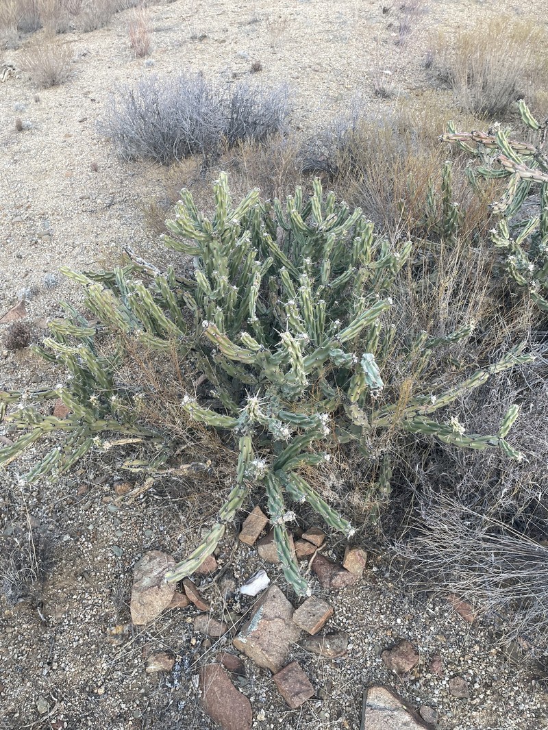 Cylindropuntia acanthocarpa subsp. thornberi photo 7