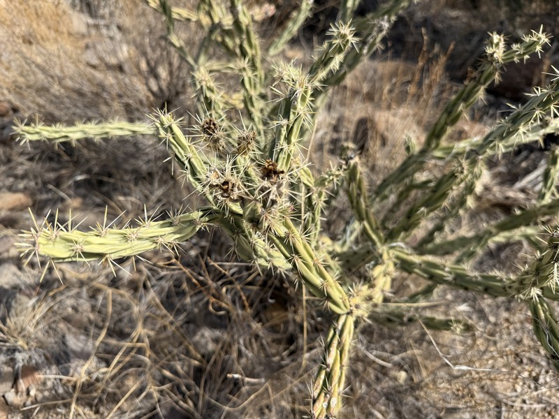 Cylindropuntia acanthocarpa subsp. thornberi photo 8