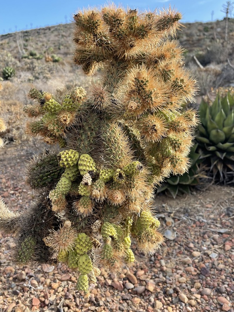 Cylindropuntia alcahes