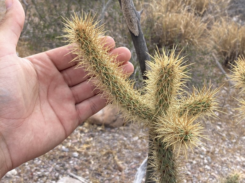 Cylindropuntia alcahes photo 2
