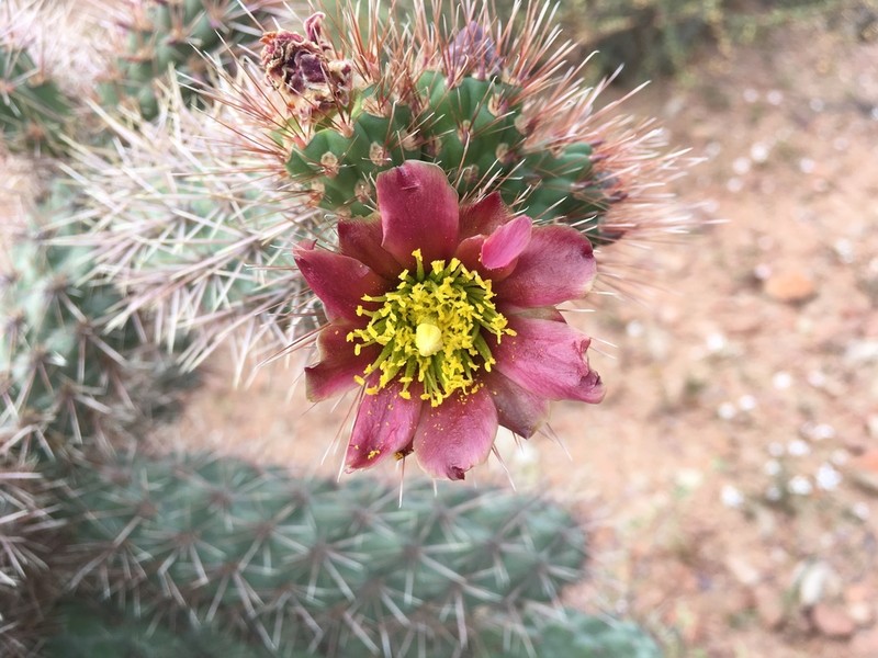 Cylindropuntia alcahes photo 3