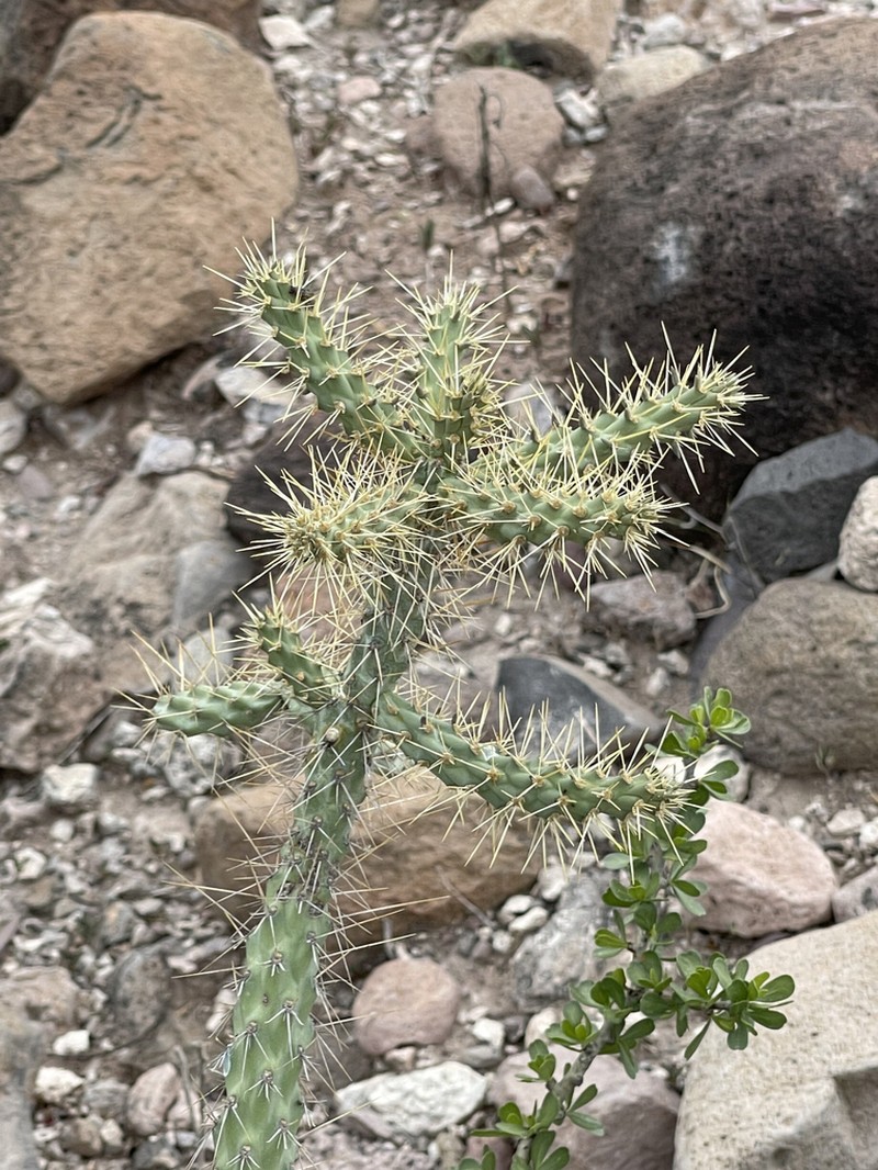 Cylindropuntia alcahes photo 4