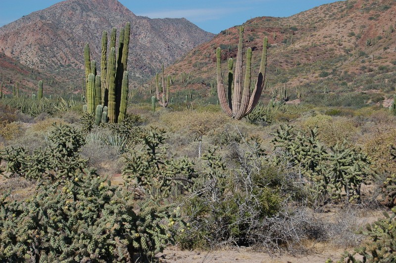 Cylindropuntia alcahes photo 6
