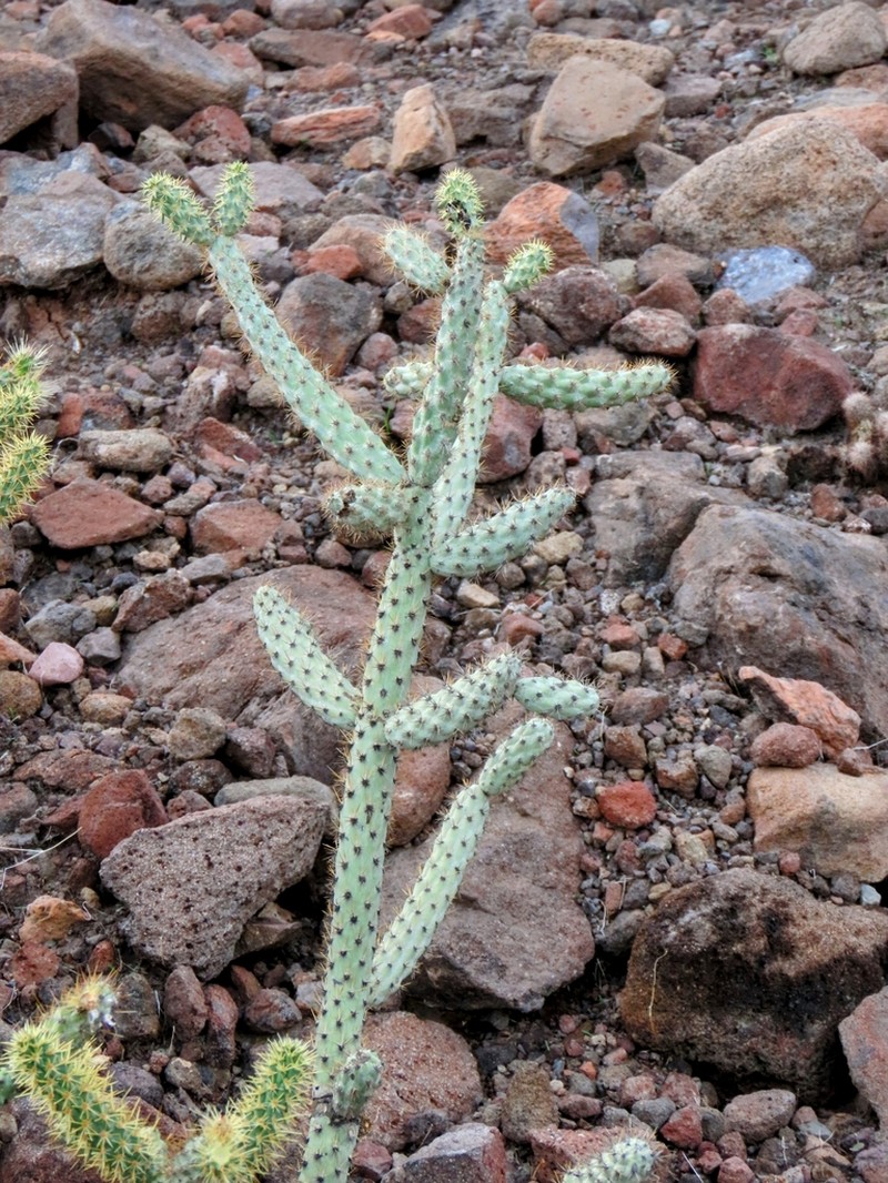 Cylindropuntia alcahes photo 7