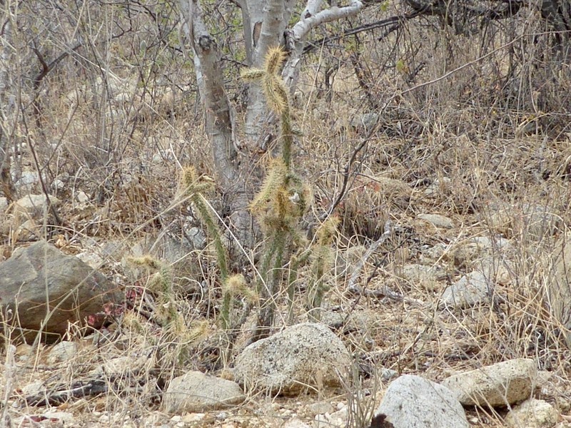 Cylindropuntia alcahes photo 8