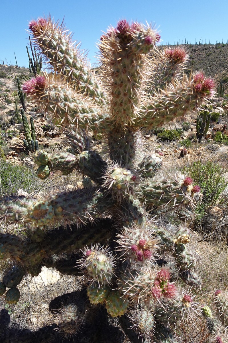 Cylindropuntia alcahes subsp. alcahes