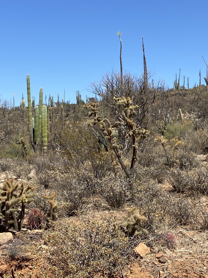 Cylindropuntia alcahes subsp. alcahes photo 2