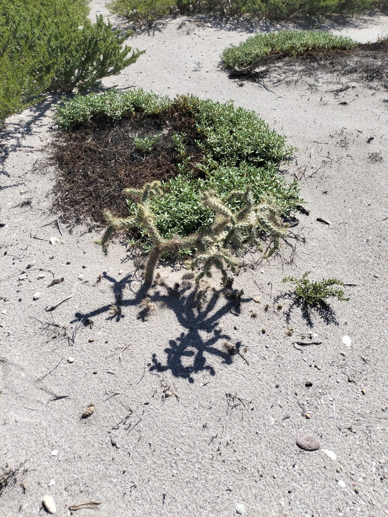 Cylindropuntia alcahes subsp. alcahes photo 3