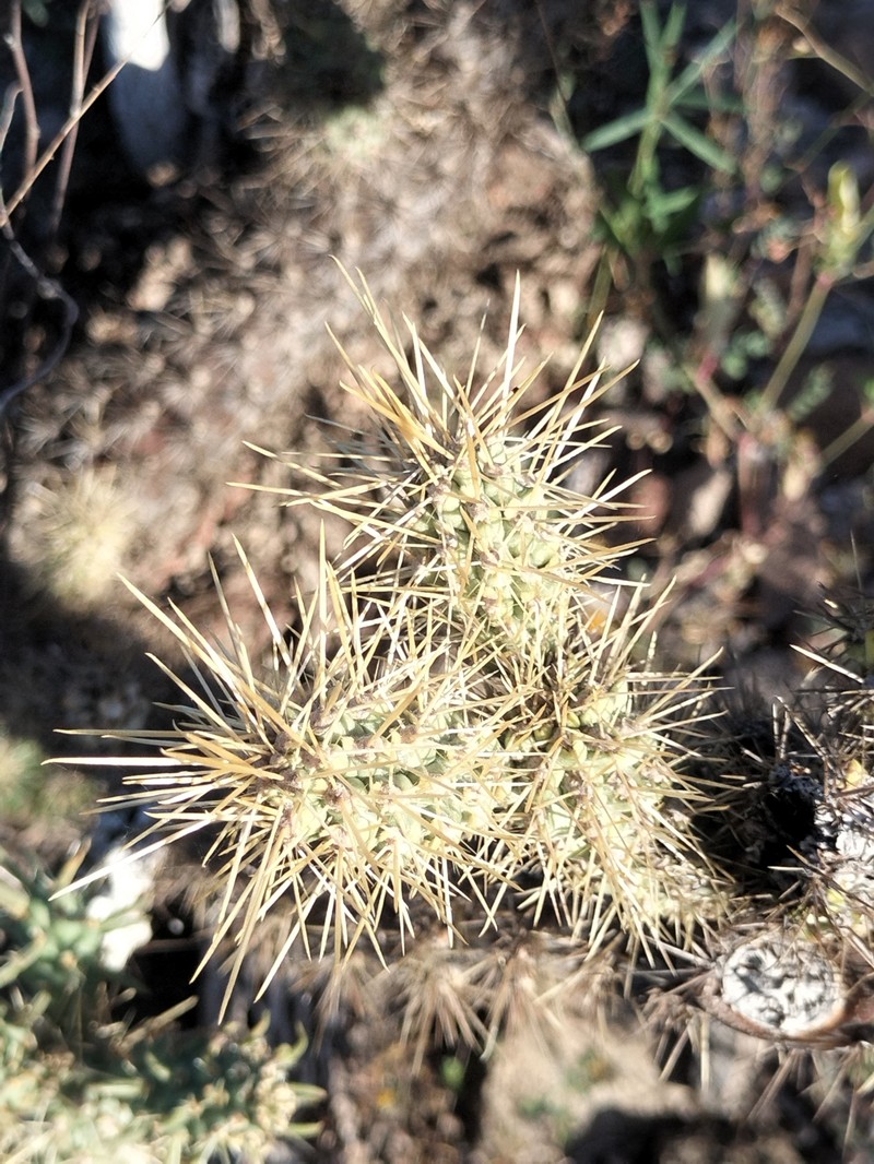 Cylindropuntia alcahes subsp. alcahes photo 4
