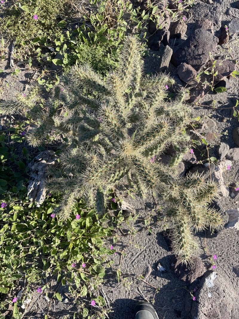 Cylindropuntia alcahes subsp. alcahes photo 5