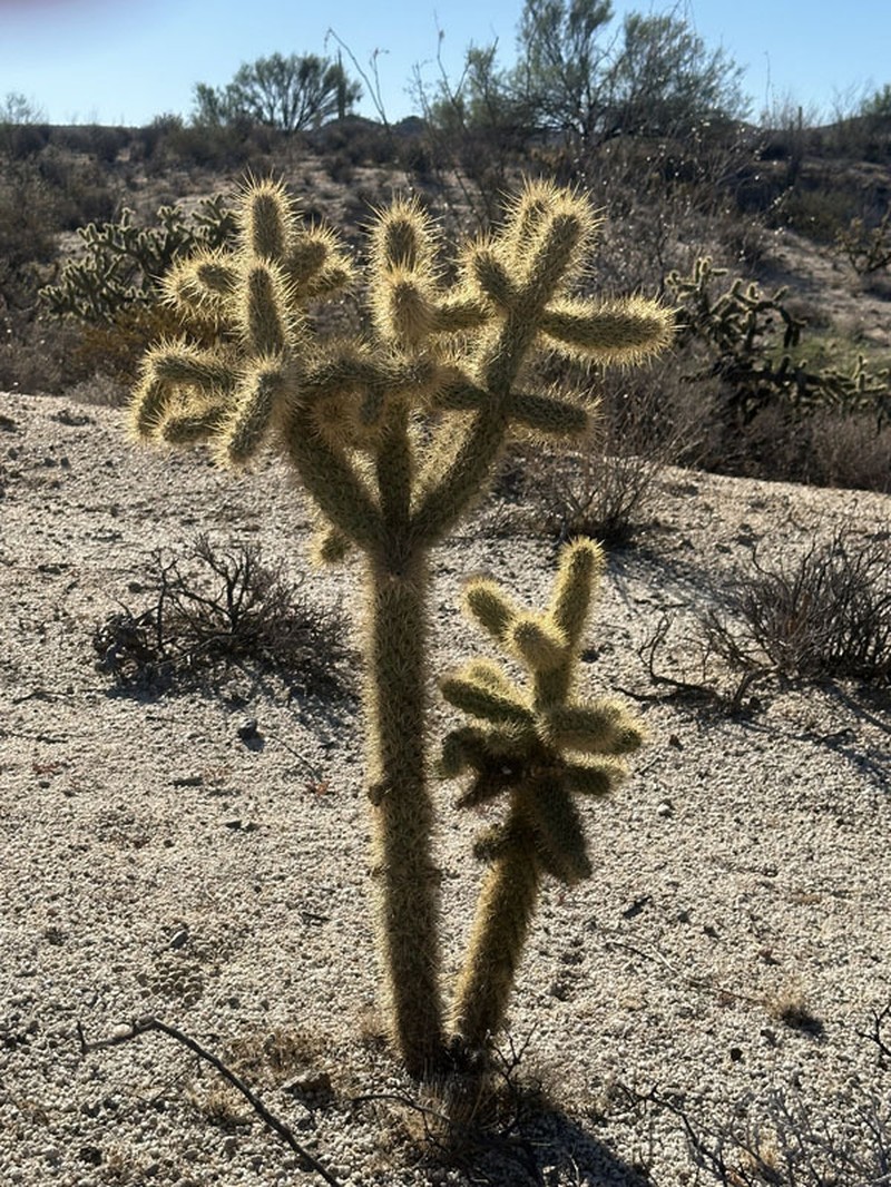 Cylindropuntia alcahes subsp. alcahes photo 6