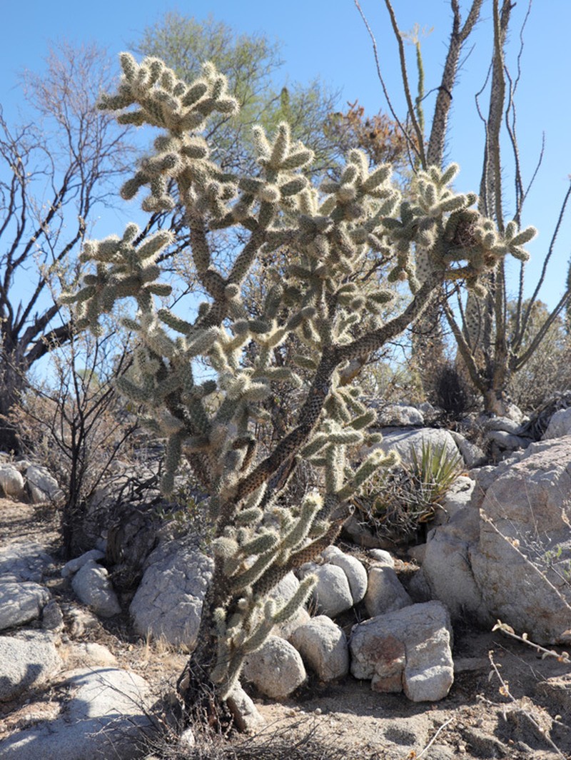 Cylindropuntia alcahes subsp. alcahes photo 7