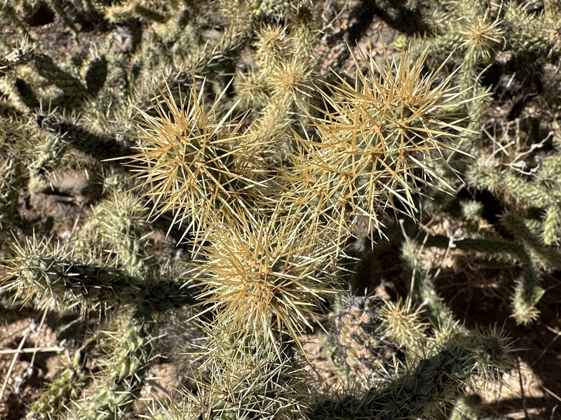 Cylindropuntia alcahes subsp. alcahes photo 8