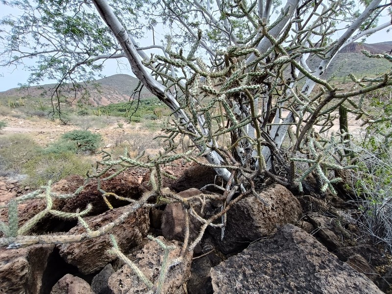 Cylindropuntia alcahes subsp. gigantensis
