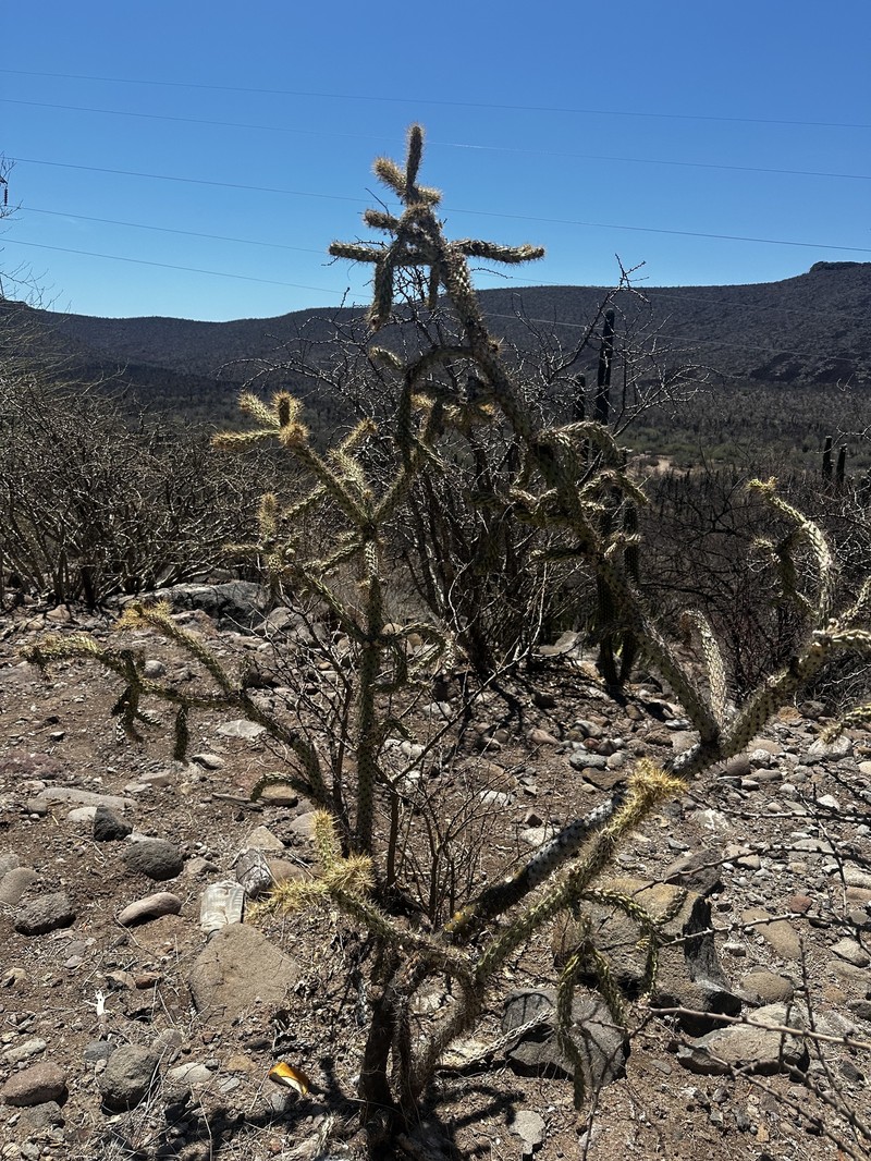 Cylindropuntia alcahes subsp. gigantensis photo 3
