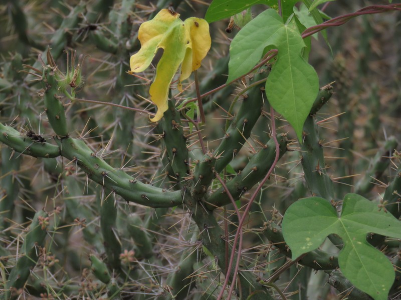 Cylindropuntia alcahes subsp. gigantensis photo 4