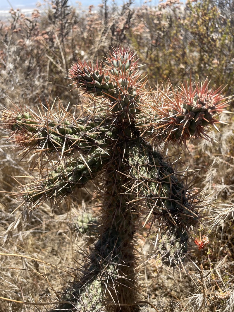 Cylindropuntia alcahes subsp. mcgillii