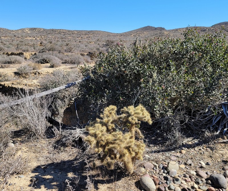 Cylindropuntia alcahes subsp. mcgillii photo 2