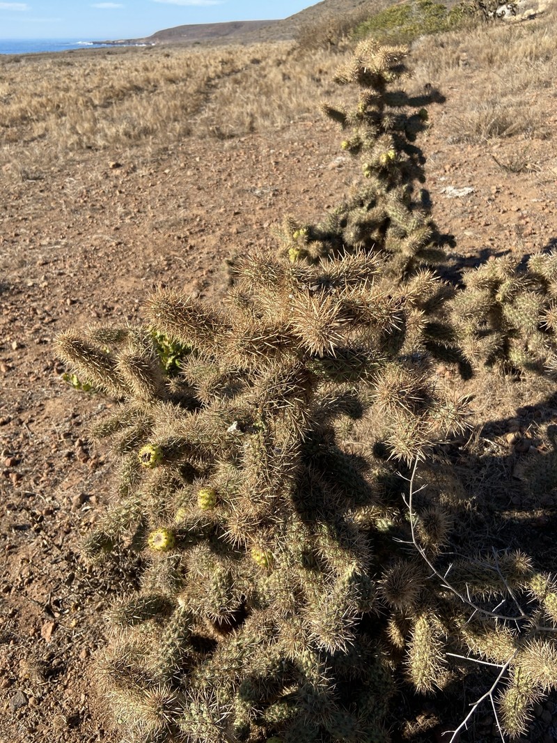 Cylindropuntia alcahes subsp. mcgillii photo 3
