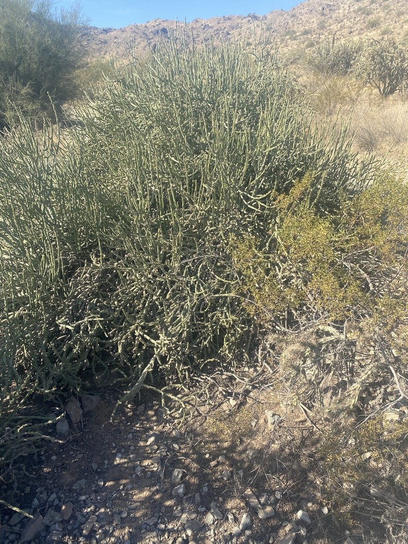 Arizona Pencil Cholla