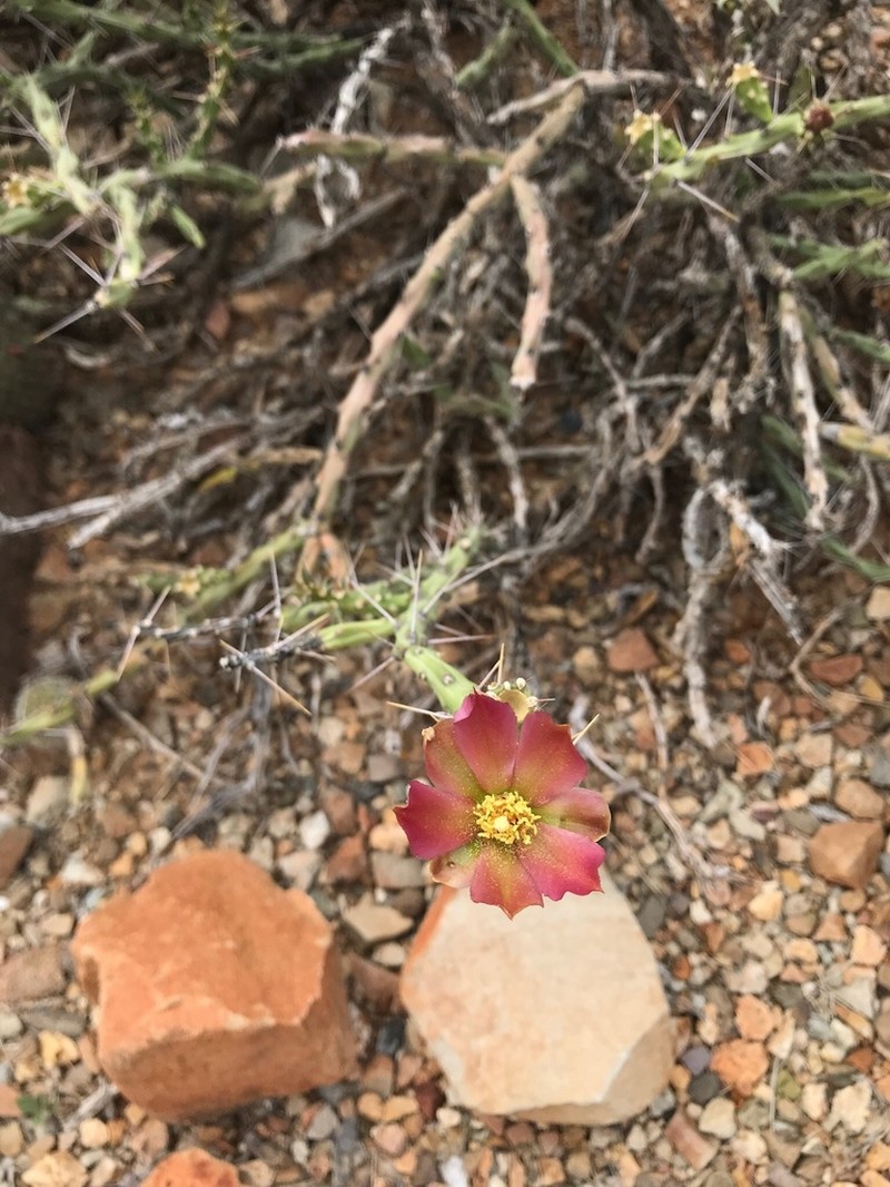 Arizona Pencil Cholla photo 2