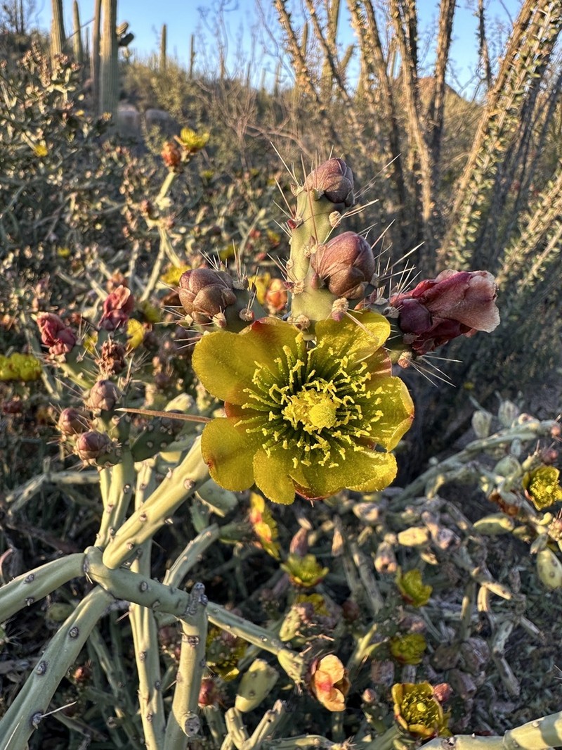 Arizona Pencil Cholla photo 3