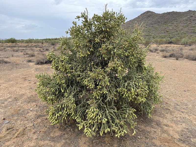 Arizona Pencil Cholla photo 4