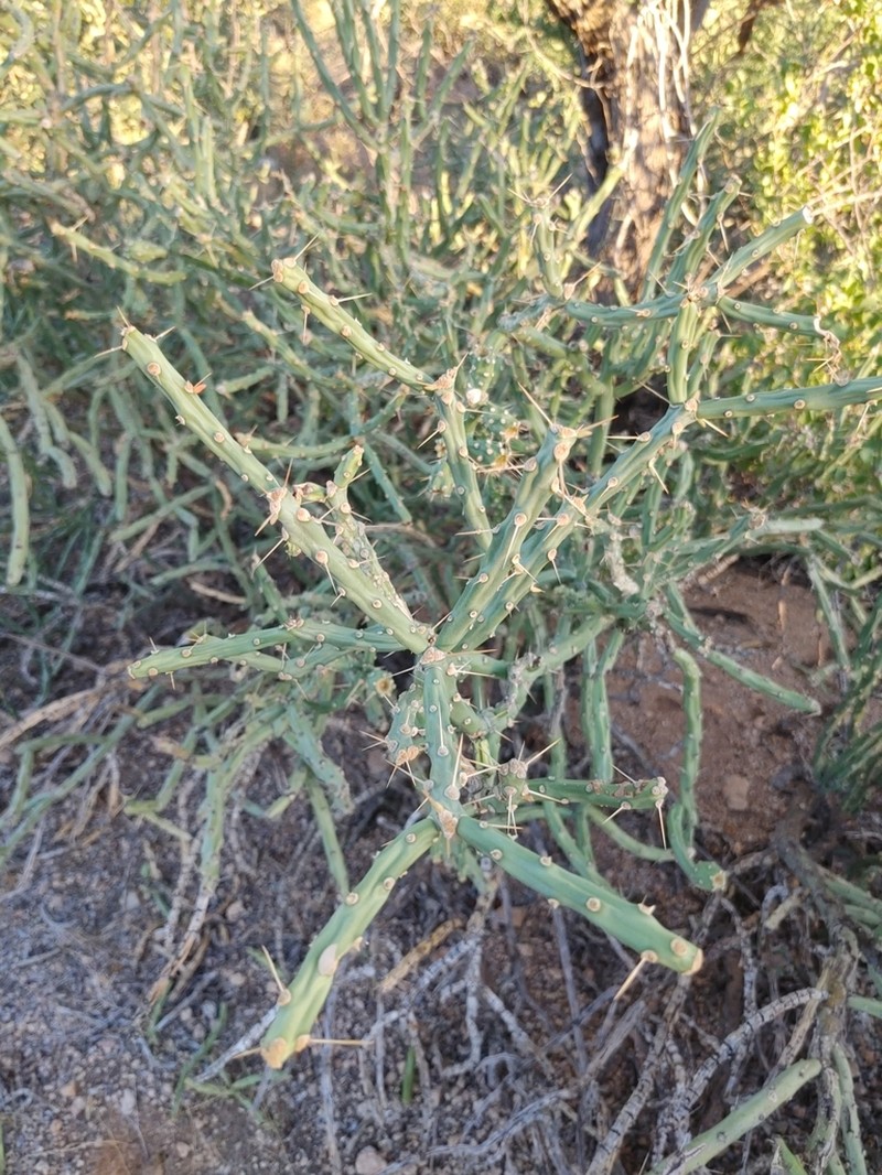 Arizona Pencil Cholla photo 5
