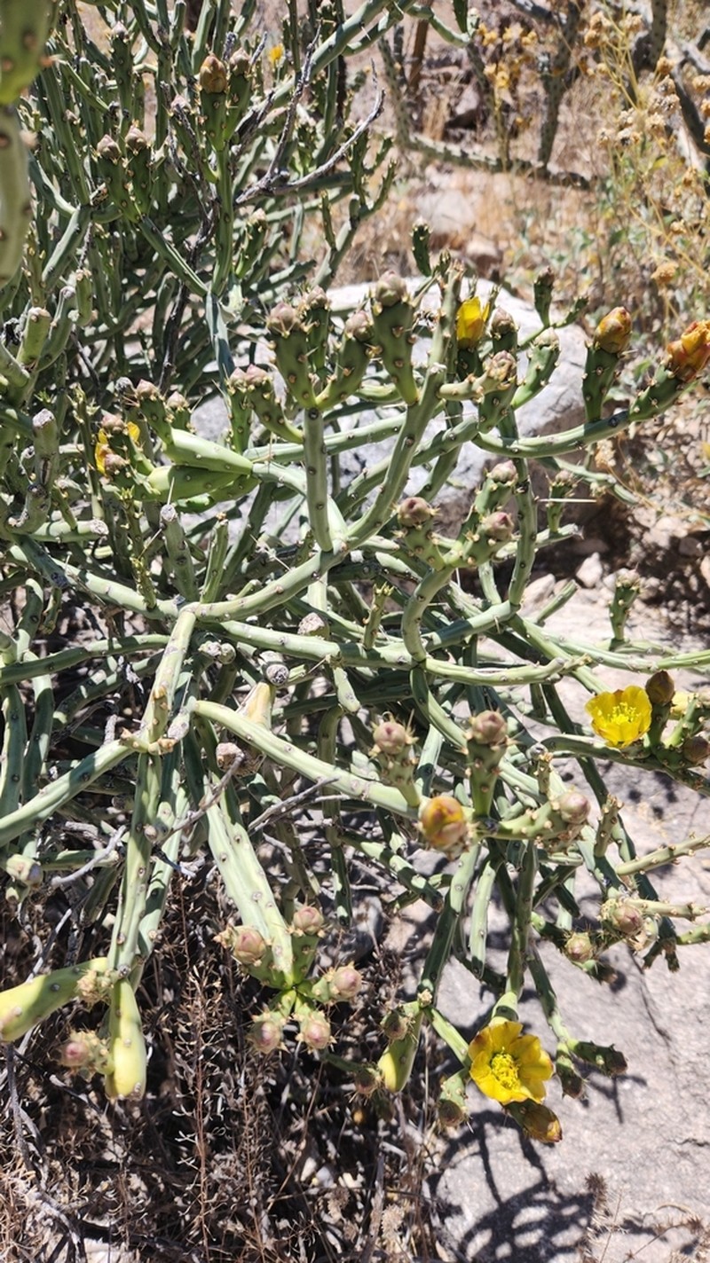 Arizona Pencil Cholla photo 6